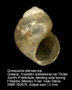 Grossuana stenaensis